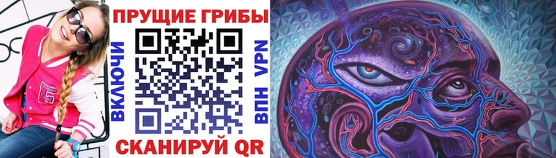 как найти закладки  Елизово  Псилоцибиновые грибы Magic Shrooms 